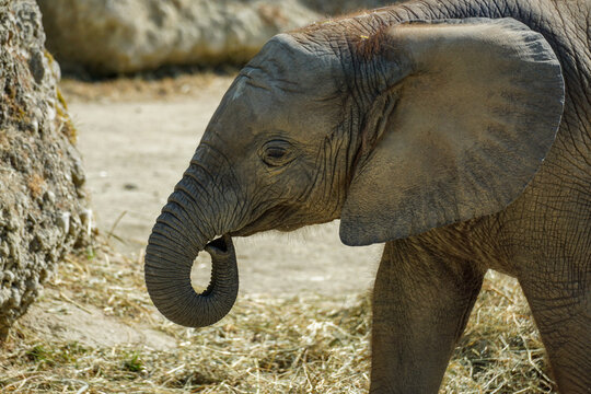Close-up of an African elephant at Vienna Zoo, Austria, highlighting its expressive eye, textured skin, large ear and curled trunk in warm natural light.