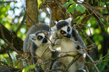 Naklejka premium Two ring-tailed lemurs perch among intertwined branches and green foliage, showing their expressive faces and natural social behavior in a Vienna wildlife setting.