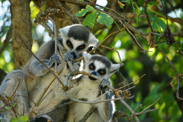 Naklejka premium Two ring-tailed lemurs interact among tree branches and foliage, capturing natural animal behavior and an engaging wildlife scene suitable for education, tourism, and editorial content.