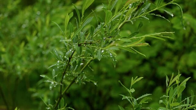 Green willow branches with water drops dripping during rain shower