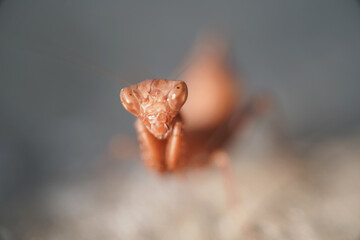 Insect mantis - Mantis religiose large hemimetabolous insect macro photo © Mike Maniatis