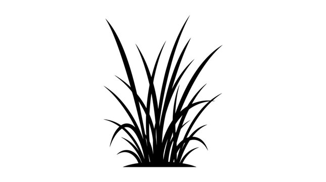 Cad tree lines Tropical grass tuft silhouette. Elegant ornamental plant sketch. Hand drawn foliage decoration vector. vactor