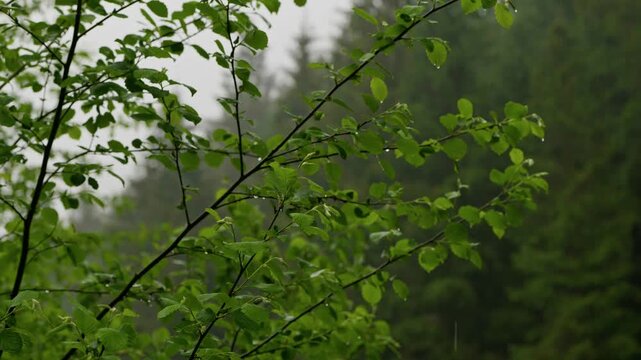 Water drops dripping from green tree leaves during heavy rain in a misty forest