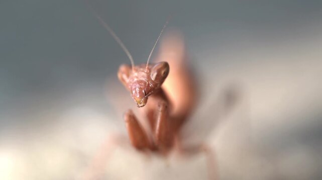 Insect mantis - Mantis religiose large hemimetabolous insect macro footage
