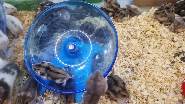 A group of dwarf hamsters playing in a cage with wood shaving bedding. Two hamsters are active on a blue plastic exercise saucer wheel. Professional pet photography showing domestic rodents.