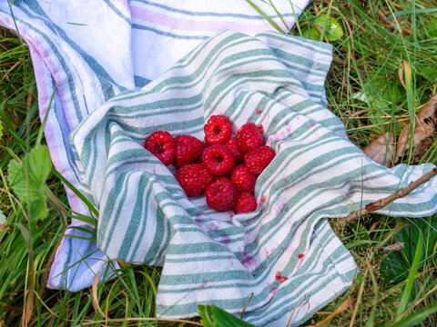 Fresh ripe red raspberries, Rubus idaeus, gathered on a striped cotton cloth among green grass. Commercial summer food image for berry picking, local harvest, seasonal produce, healthy eating and natu