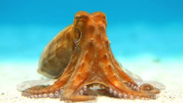 Amazing Octopus Camouflage A Master of Color Changing in its Natural Underwater Habitat