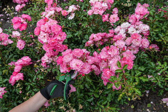 A gardener's hand with pruners preparing to shape a cluster of pale pink roses in soft daylight