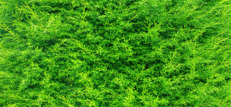 Lush green conifer foliage creating a natural background
