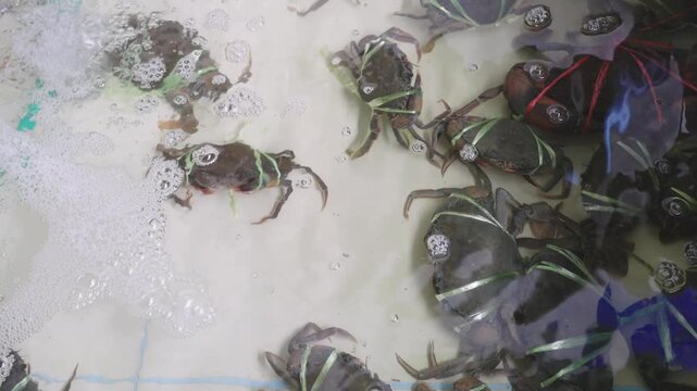 Live mud crabs tied with green ribbons in a shallow water tank at a seafood market. Fresh aquatic crustaceans ready for sale in a restaurant or grocery store. Top view of shellfish in bubbling water.