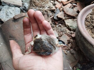 Someone is holding a dead baby bird in the palm of their hand outdoors. © Fatkhur0611