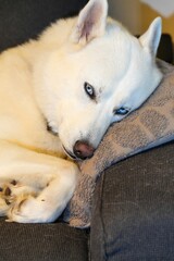 A beautiful white Siberian husky dog Canis lupus familiaris rest on a soft cushion with bright blue eyes inside a home setting © Henk