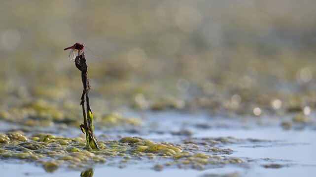 Mature male Red darter on the lookout perched on a dry stem of aquatic plant with a blue-tailed damselfly at the stem base. Crocothemis erythraea, Ischnura elegans, r&eacute;gion Centre, France, Europe