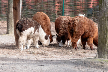 Naklejka premium A group of fluffy alpacas grazing and foraging on hay in an enclosure at the zoo