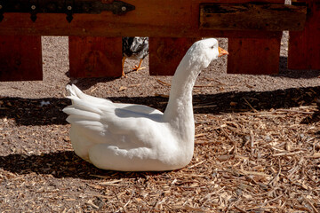 A majestic white domestic goose resting peacefully on a rustic farmyard ground © dizfoto1973