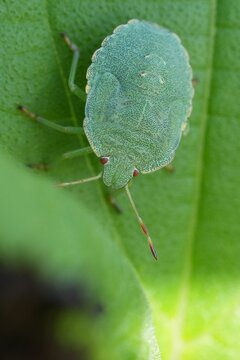 Macro shot of a green shield bug Palomena prasina nymph resting on a fresh plant leaf in a natural garden setting, close-up insect view