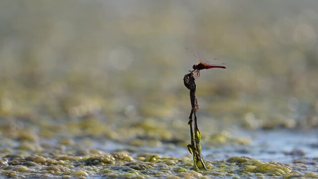Mature male Red darter perched on a dry stem of aquatic plant taking off and resting with a blue-tailed damselfly resting at the stem base. Crocothemis erythraea, Ischnura elegans, France, Europe