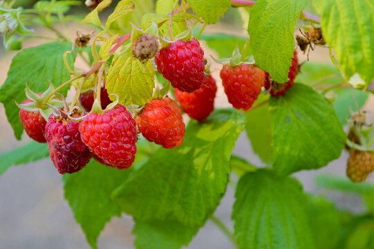 Fresh ripe red raspberries hanging in clusters on a lush green bush branch in a bright summer garden, ready for harvest season