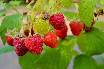 Ripe red raspberries hanging on a bush with vibrant green leaves in a sunny summer garden, captured in close-up macro photography © TannySolt