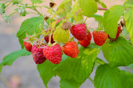 Fresh ripe red raspberries growing on green leafy bush in summer garden, vibrant closeup of natural organic berry harvest