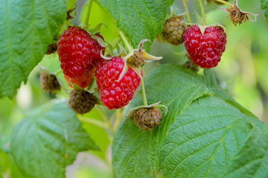 Fresh ripe red raspberries growing on green bush branches with lush leaves in a vibrant summer garden, showcasing natural organic berry cultivation
