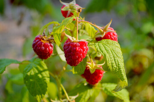 Close-up of fresh ripe red raspberries hanging on a green leafy bush branch in warm natural sunlight during summer garden harvest season