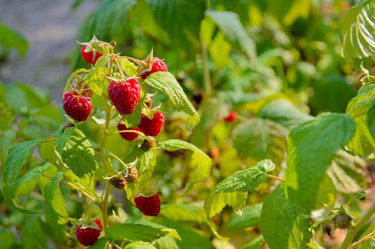 Vibrant ripe red raspberries growing on lush green bush branches in sunny outdoor garden during summer harvest season