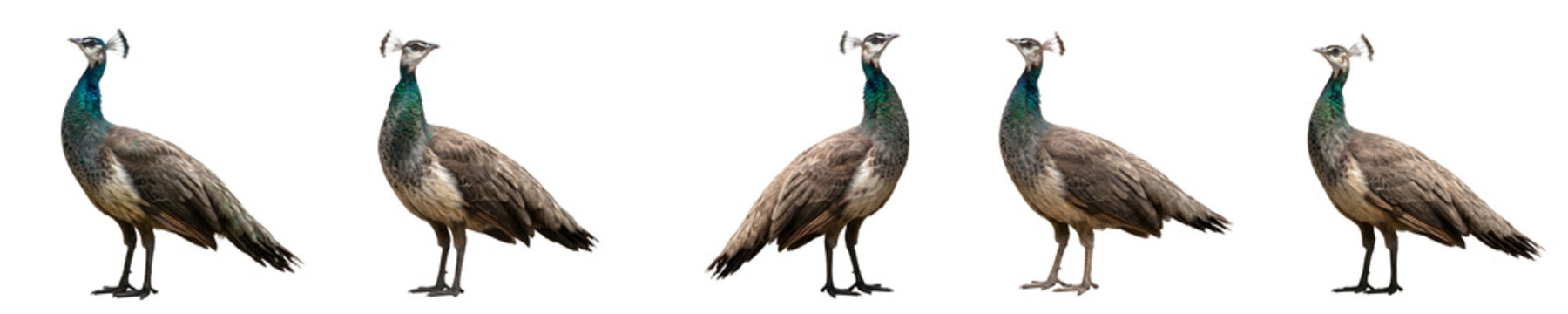 Row of Five Female Peafowl Peahens Isolated on withe background PNG photo high resolution