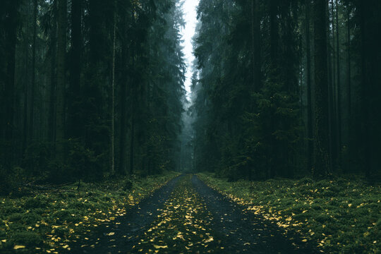 Symmetrical path disappearing into dark dense pine forest on moody foggy autumn day.