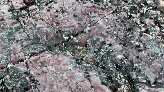 Marvel at ancient bedrock of Arctic Svalbard, Norway. This close study reveals vibrant geological tapestry with striking patterns of pinkish stone, dark minerals, and resilient lichens shaped by time.