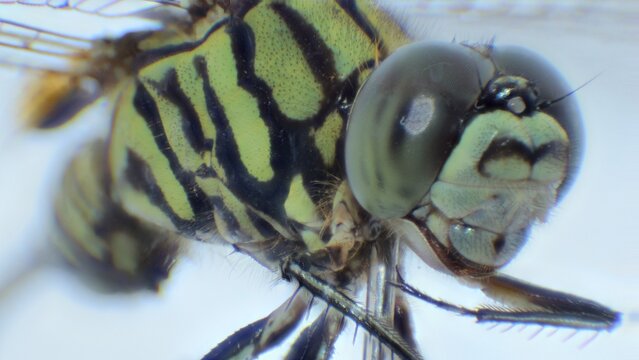 Magnified insect with eyes and antennae.