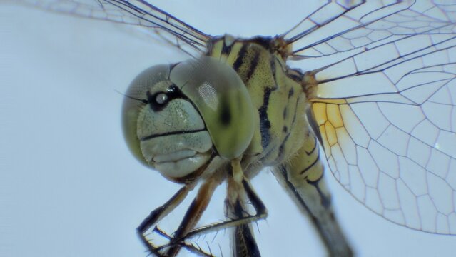 Magnified insect with eyes and antennae.