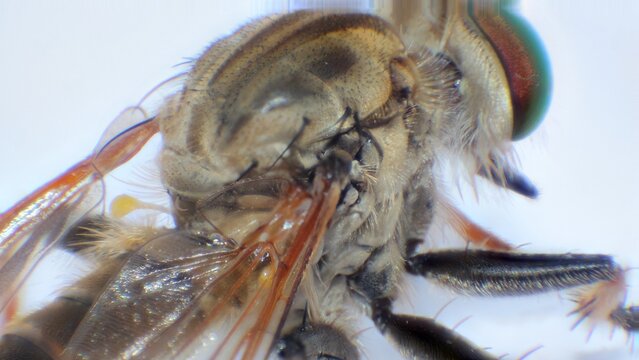 Magnified insect with eyes and antennae.