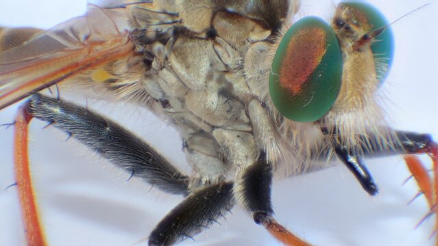 Magnified insect with eyes and antennae.
