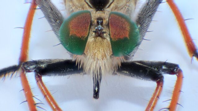 Magnified insect with eyes and antennae.