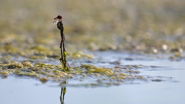 Mature male Red darter on the lookout perched on a dry stem of aquatic plant with a blue-tailed damselfly on the stem base. Crocothemis erythraea, Ischnura elegans, r&eacute;gion Centre, France, Europe