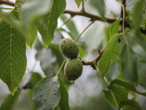 Green walnuts growing on tree branch with raindrops after rain, close up 