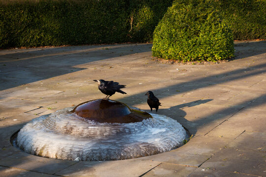 Ravens perching and drinking water on frozen iced small fontain on cold and sunny winter morning.
