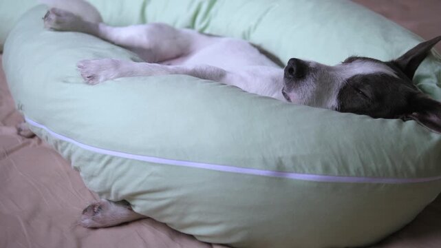 Adorable mixed breed dog sleeping soundly on its back in a comfortable light green pillow, stretching its paws and twitching in a dream while enjoying a peaceful nap in a cozy domestic setting