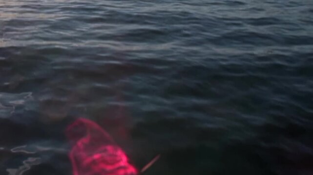 Witness a mesmerizing scarlet phantom shimmering just below the waves of the mighty Arctic Ocean.