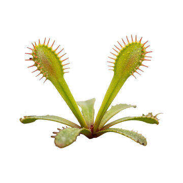 Green venus flytrap carnivorous plant isolated on white background with predator