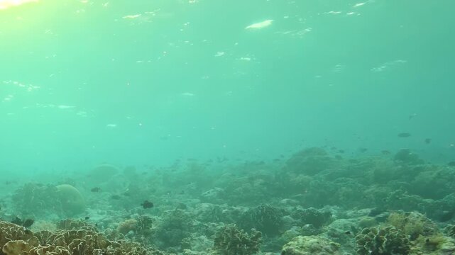 Beneath the surface of clear blue waters, small fish swim among coral structures. The diverse underwater life is evident as they navigate through the rich marine environment.
