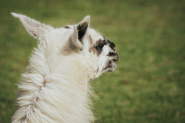 Naklejka premium White llama with distinctive black markings stands in profile against a blurred green grass background, showcasing its unique facial features and fur texture