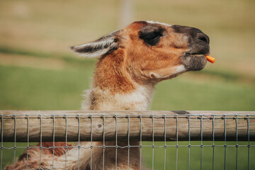 Naklejka premium Llama eating a carrot while leaning against a wooden fence in a grassy field with blurred background of greenery and sunlight illuminating the scene