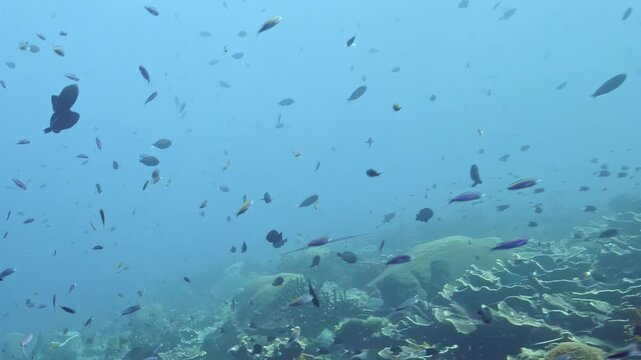 Various fish swimming in a coral reef habitat. Clear water allows observation of different species. The habitat is active with movements and interactions among fish groups.