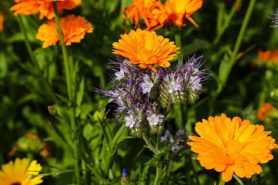 Colorful Calendula Flowers Blooming in a Summer Garden