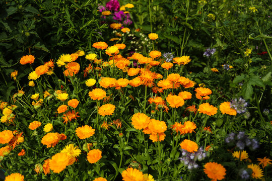 Colorful Calendula Flowers Blooming in a Summer Garden