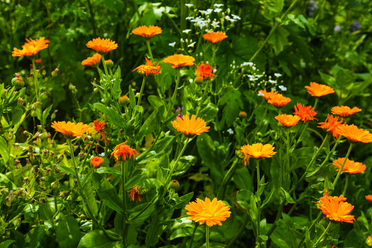 Colorful Calendula Flowers Blooming in a Summer Garden