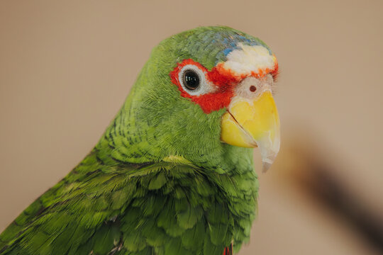Colorful green parrot with red and blue markings perched against a neutral background, showcasing its vibrant feathers and distinct facial features