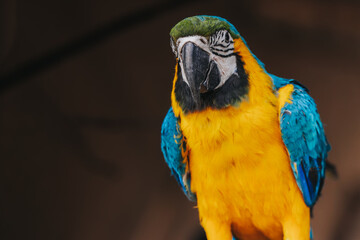 Vibrant blue and yellow macaw perched with detailed feathers and striking facial features against a blurred dark background © Emvats